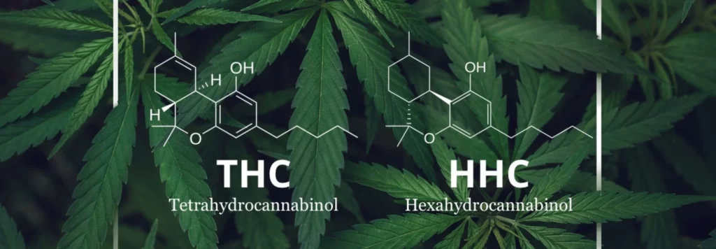 Srovnání THC a HHC